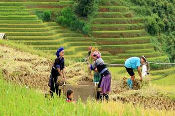 Rice terraces in Vietnam, the most beautiful mountain scenery