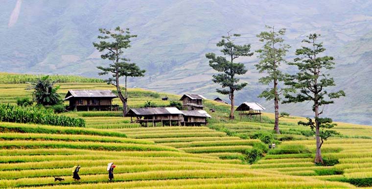  Visit Lao Chai Ta Van village in SapaÂ 