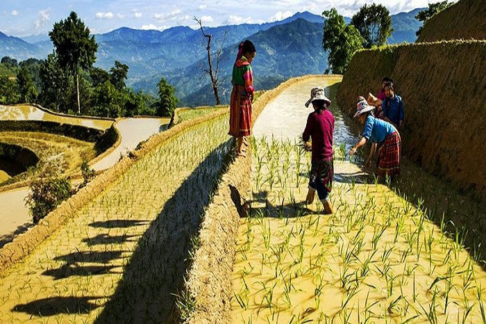 Hoang Su Phi rice terraces, the natural heritage of Ha Giang