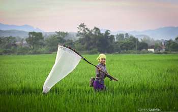 Captura saltamontes en el campo de arroz