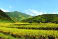 /tu-le-una-inmersion-autentica-en-los-arrozales-de-vietnam