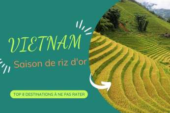 Los 8 mejores destinos para ver la temporada del arroz dorado en Vietnam