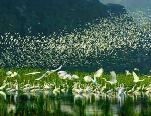 Thung Nham: Paraíso natural y santuario ornitológico en Ninh Binh, Vietnam