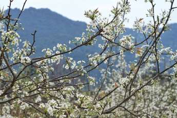 Ha Giang: Lo Lo Chai en flor