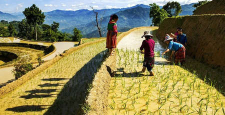 Las terrazas de arroz de Hoang Su Phi | patrimonio natural de Ha Giang