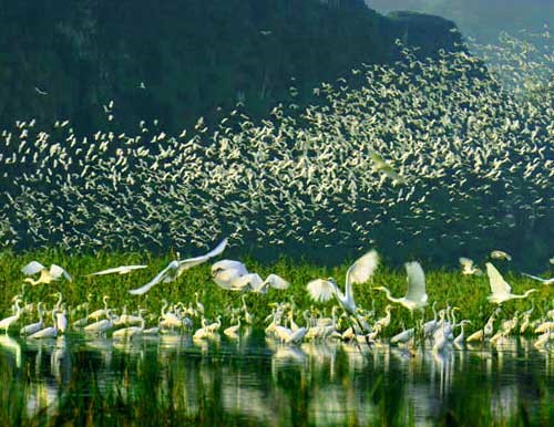 Thung Nham: Paraíso natural y santuario ornitológico en Ninh Binh, Vietnam