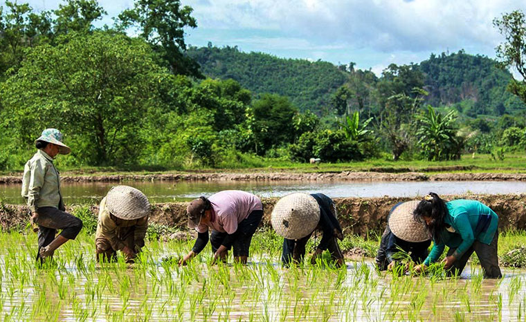 Descubre todos los secretos del cultivo del arroz en Luang Prabang