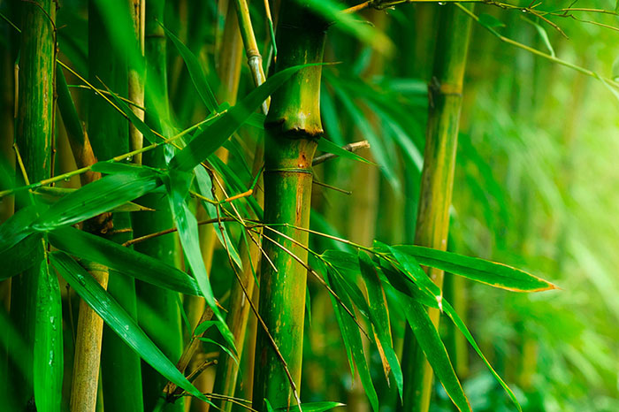 El bambú y su lugar excepcional en la cultura vietnamita