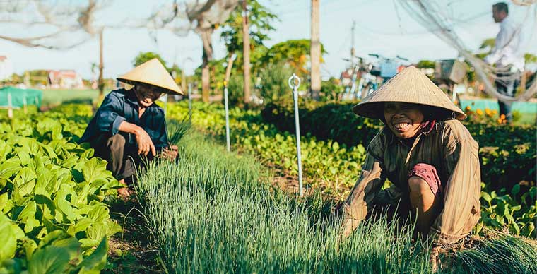 El pueblo de horticultura de Tra Que | Destino elegido en Hoi An