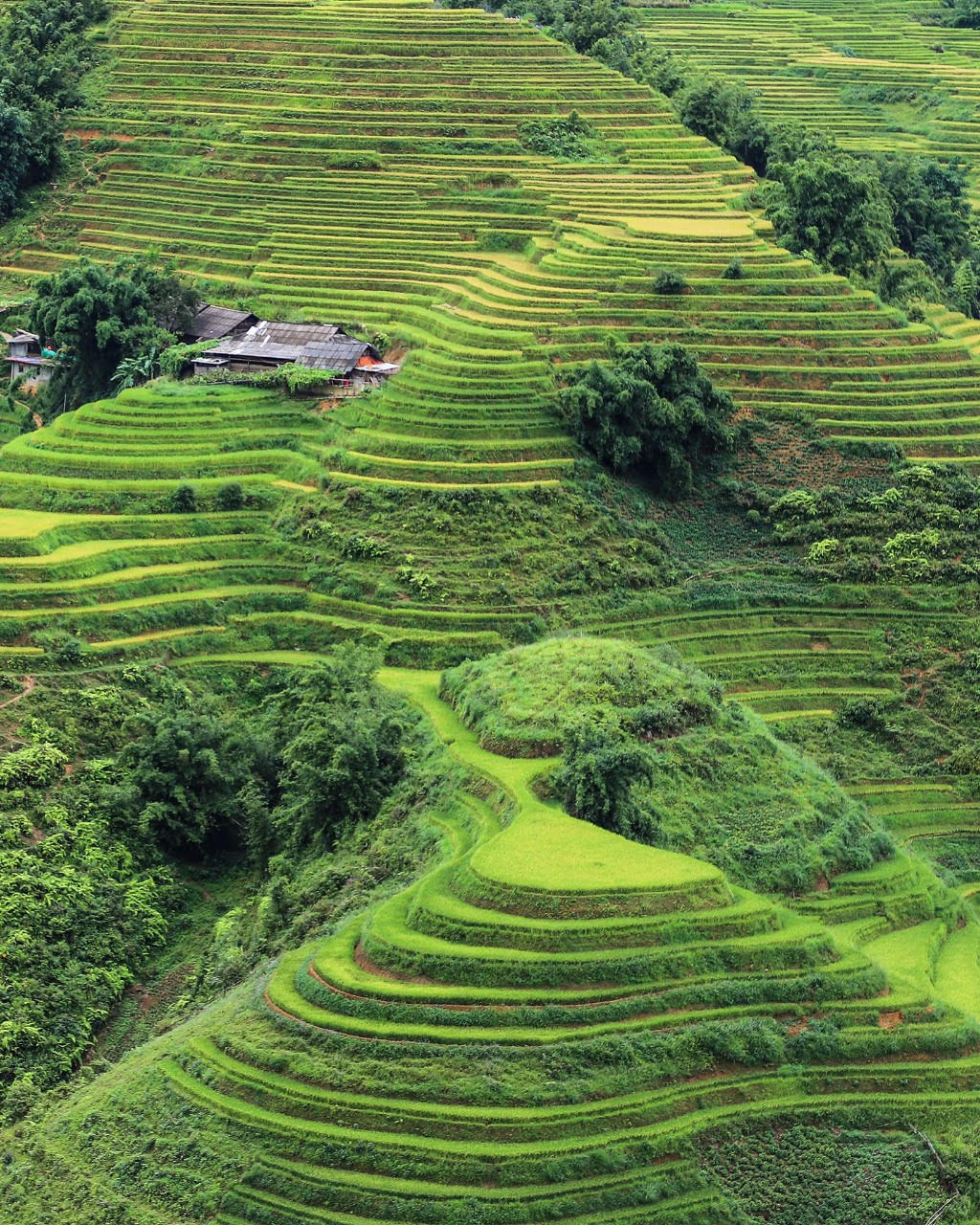 Los 8 mejores destinos para ver la temporada del arroz dorado en Vietnam