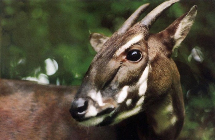 Las 11 mejores reservas mundiales de biosfera en Vietnam