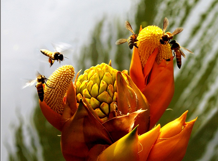 Las 11 mejores reservas mundiales de biosfera en Vietnam