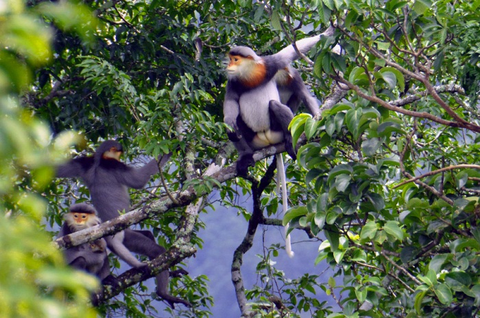 Las 11 mejores reservas mundiales de biosfera en Vietnam