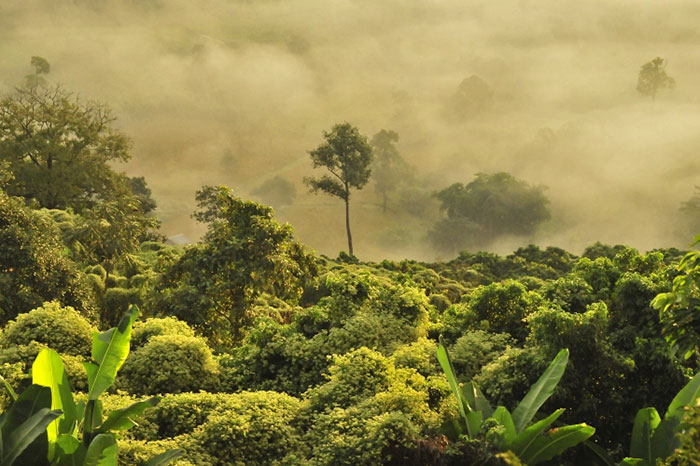 Los 8 mejores parques nacionales de Vietnam para un viaje orientado a la naturaleza