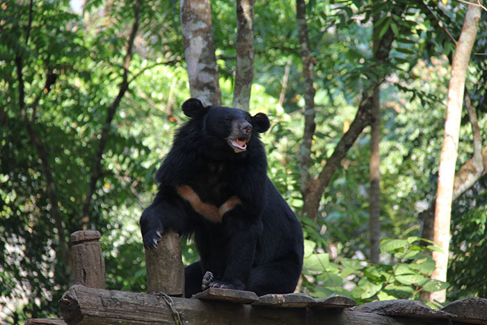 Centro de rescate de osos en Kuang Si Laos