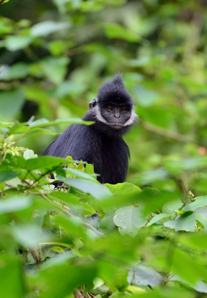 Los 5 mejores destinos para descubrir la vida silvestre de Vietnam