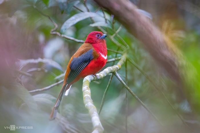 Los 5 mejores destinos para descubrir la vida silvestre de Vietnam