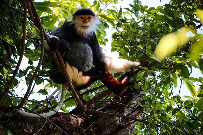 Los 5 mejores destinos para descubrir la vida silvestre de Vietnam