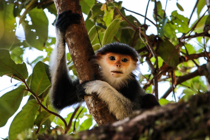 Los 5 mejores destinos para descubrir la vida silvestre de Vietnam