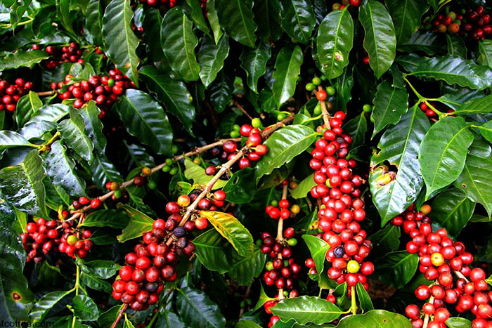 Plantación de cafe en Dalat Vietnam