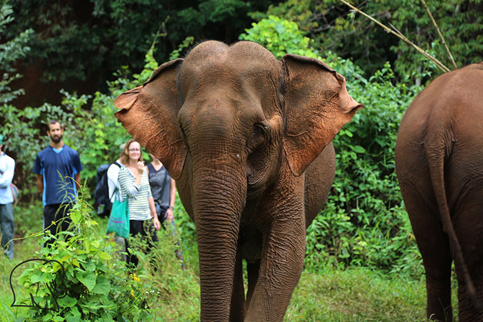 Elephant Valley Project en Camboya