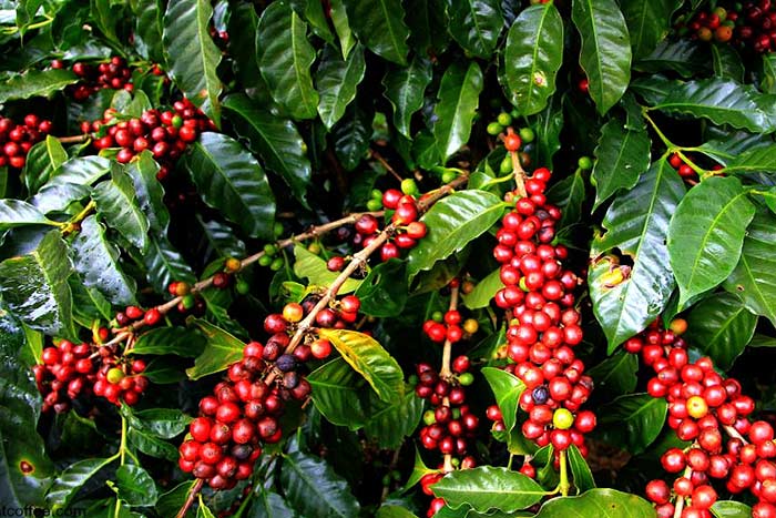 Plantación de café en Kontum Vietnam
