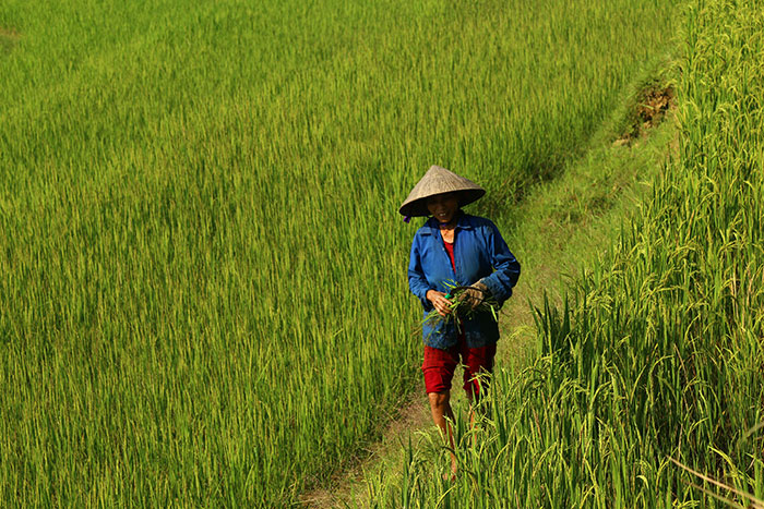 Las 5 caminatas más hermosas en el norte de Vietnam