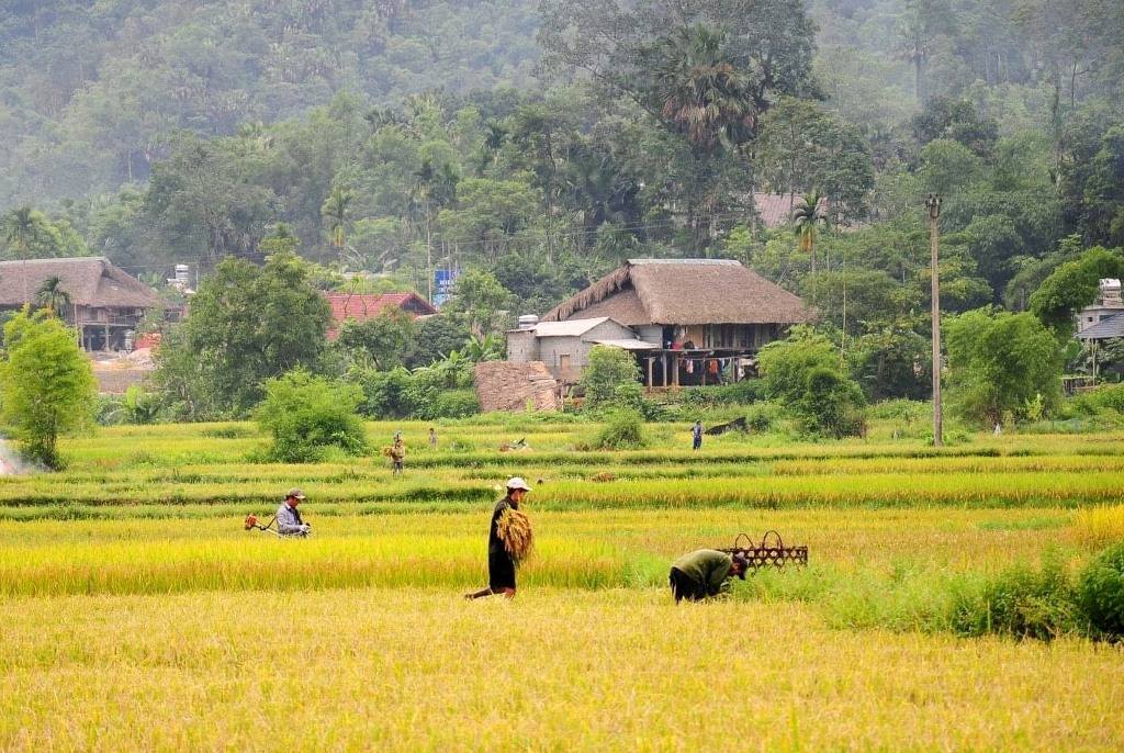 La agricultura es la principal actividad de los habitantes de Tha. Foto de : Vietnamtourism