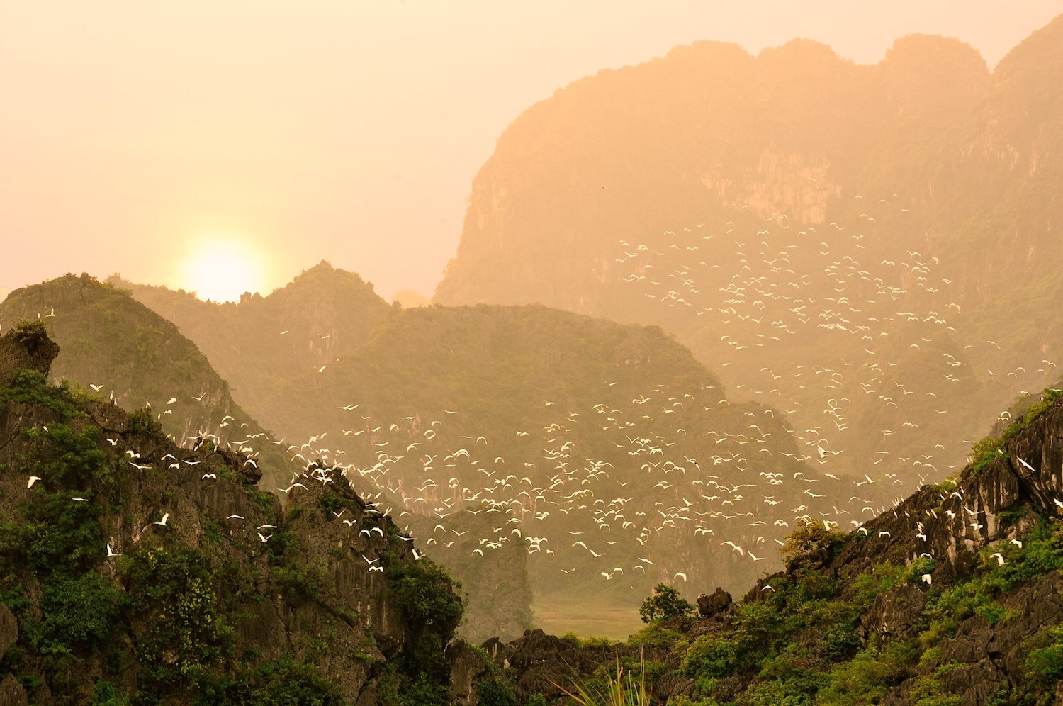 (Al amanecer y al anochecer, miles de pájaros en Thung Nham Ninh Binh regresan a sus nidos