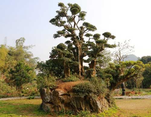 El árbol Duoi de Thung Nham-Ninh Binh es un vestigio vivo de la historia de Vietnam