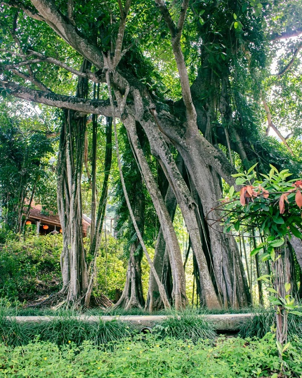 El baniano en movimiento de Thung Nham, Ninh Binh, fascina por su capacidad de moverse a lo largo de los siglos