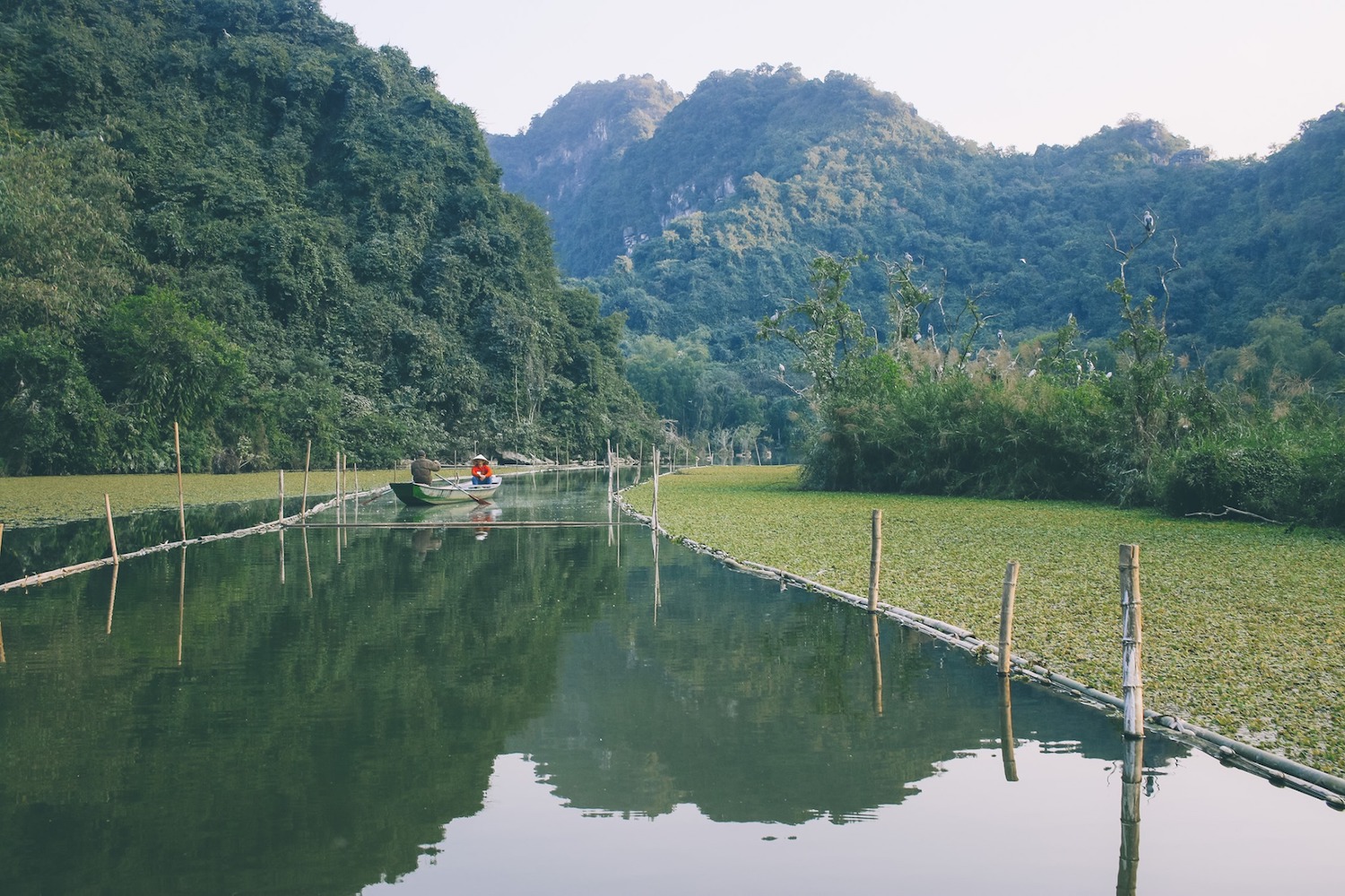 Paseo en sampán para admirar los paisajes y aves de Thung Nham - Ninh Binh