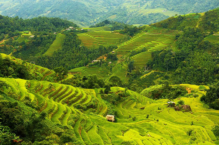 Arrozales en el norte de Vietnam