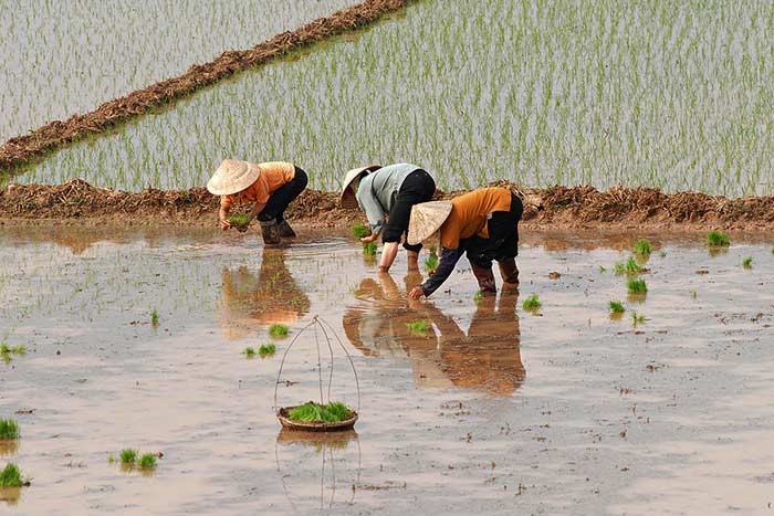 Viajar a vietnam en marzo y abril transplantacion de arroz 