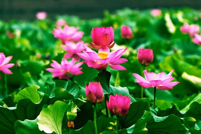 Consejos para viajar a Vietnam en mayo y junio lotus en el sur