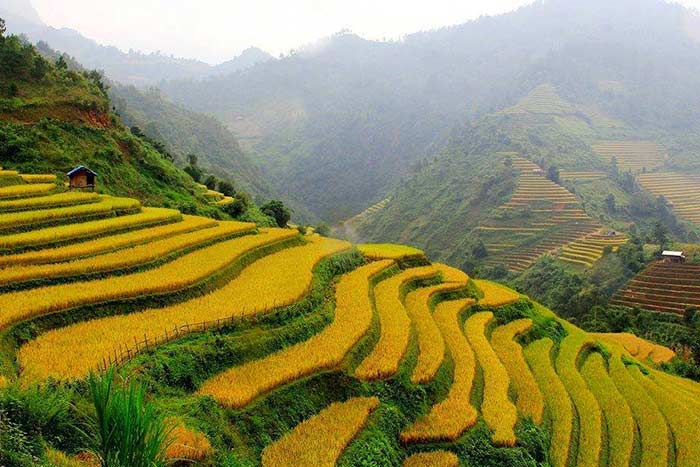 Terrazas de arroz en las montañas de Bac Ha
