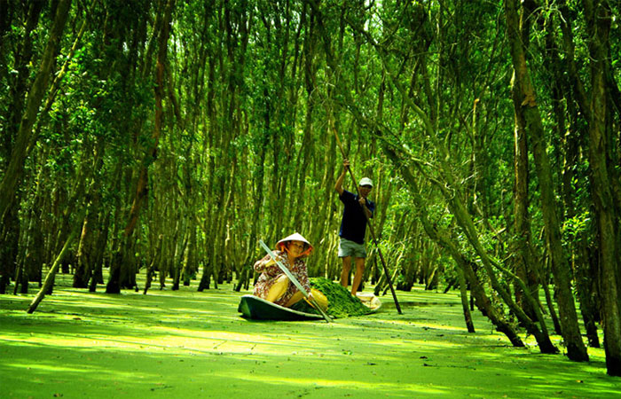 Bosque de cajeput en Chau Doc Vietnam