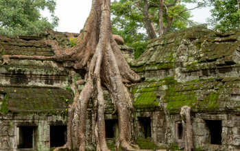 Siem Reap – Angkor Thom – Ta Prohm – Angkor Wat (D/A/-) 